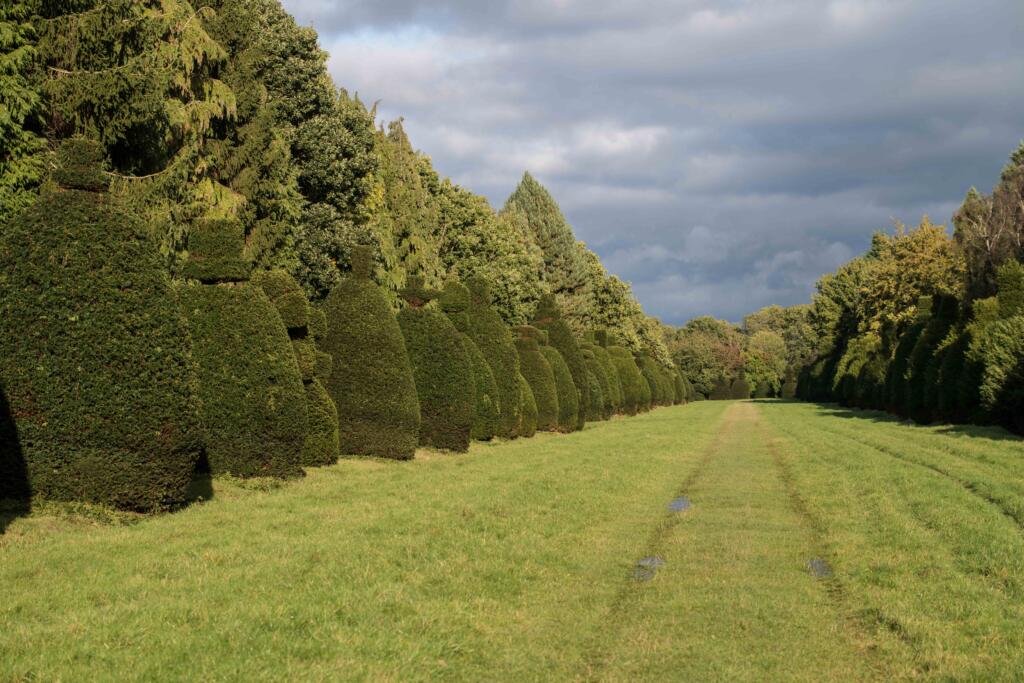 Clipsham Yew Tree Avenue - Discover Rutland