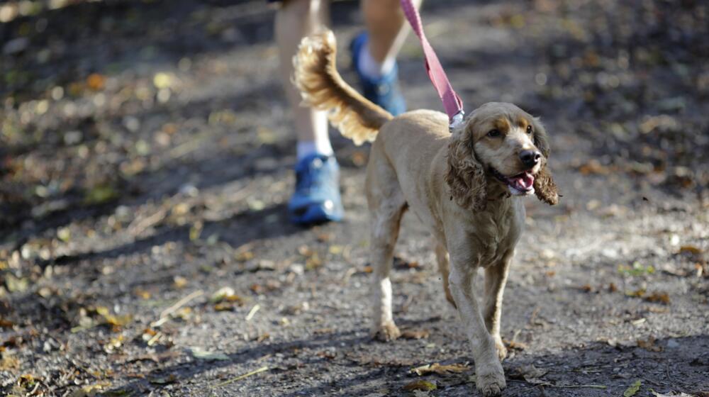 Fineshade dog walking outdoors attraction