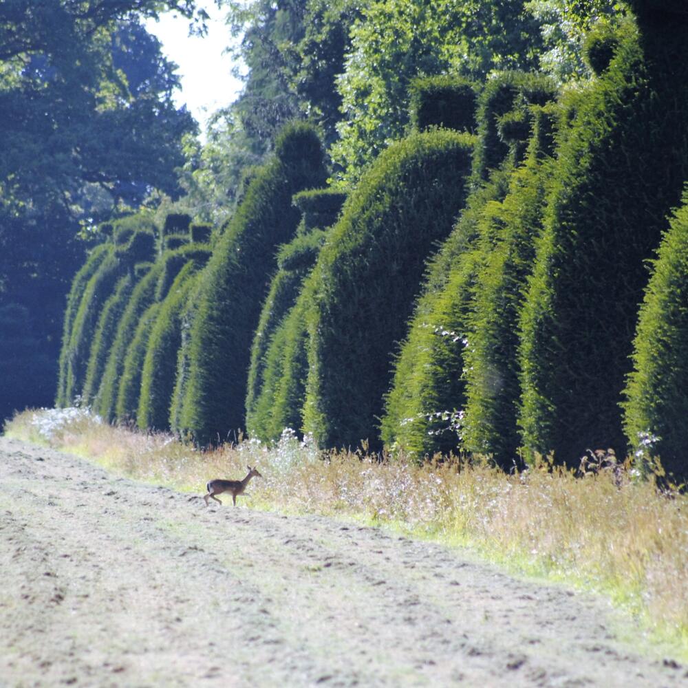 Clipsham Yew Tree Avenue