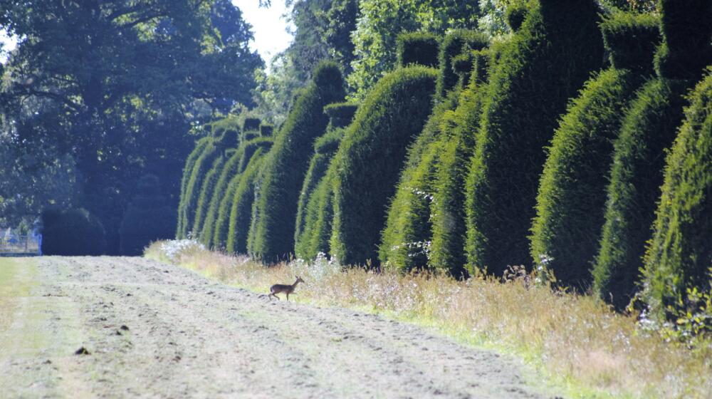 Clipsham Yew Tree Avenue