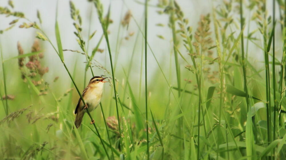 Rutland Nature Reserve, Sedge Warbler