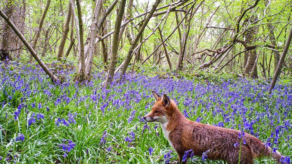 Rutland Water Barnsdale Woods