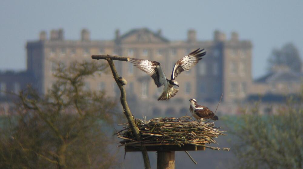 Rutland Osprey