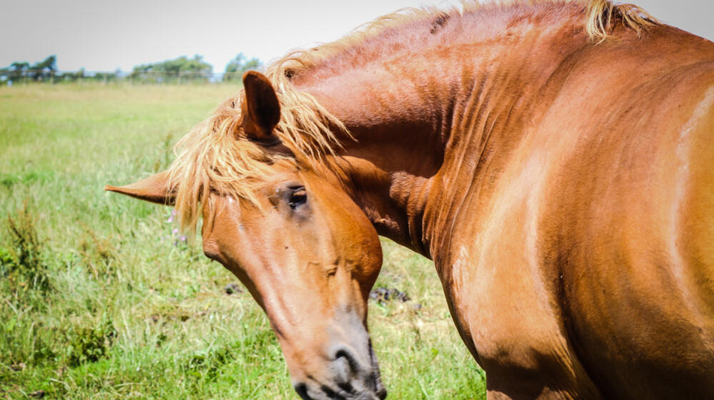 Suffolk punch horse -rare breed animals