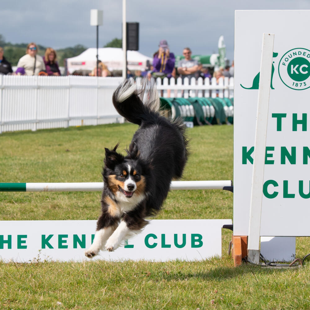 International-Agility-Festival-Credit-The-Kennel-Club-Simon-Peachey.jpg