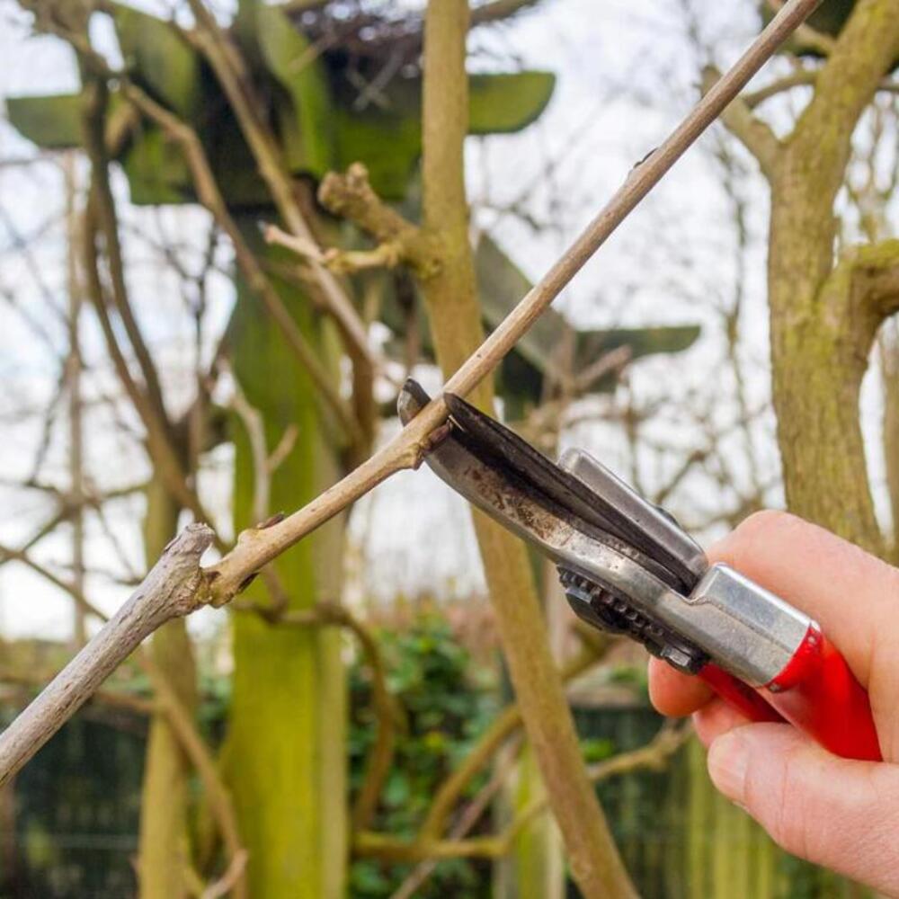 Screenshot 2025-12-12 083603