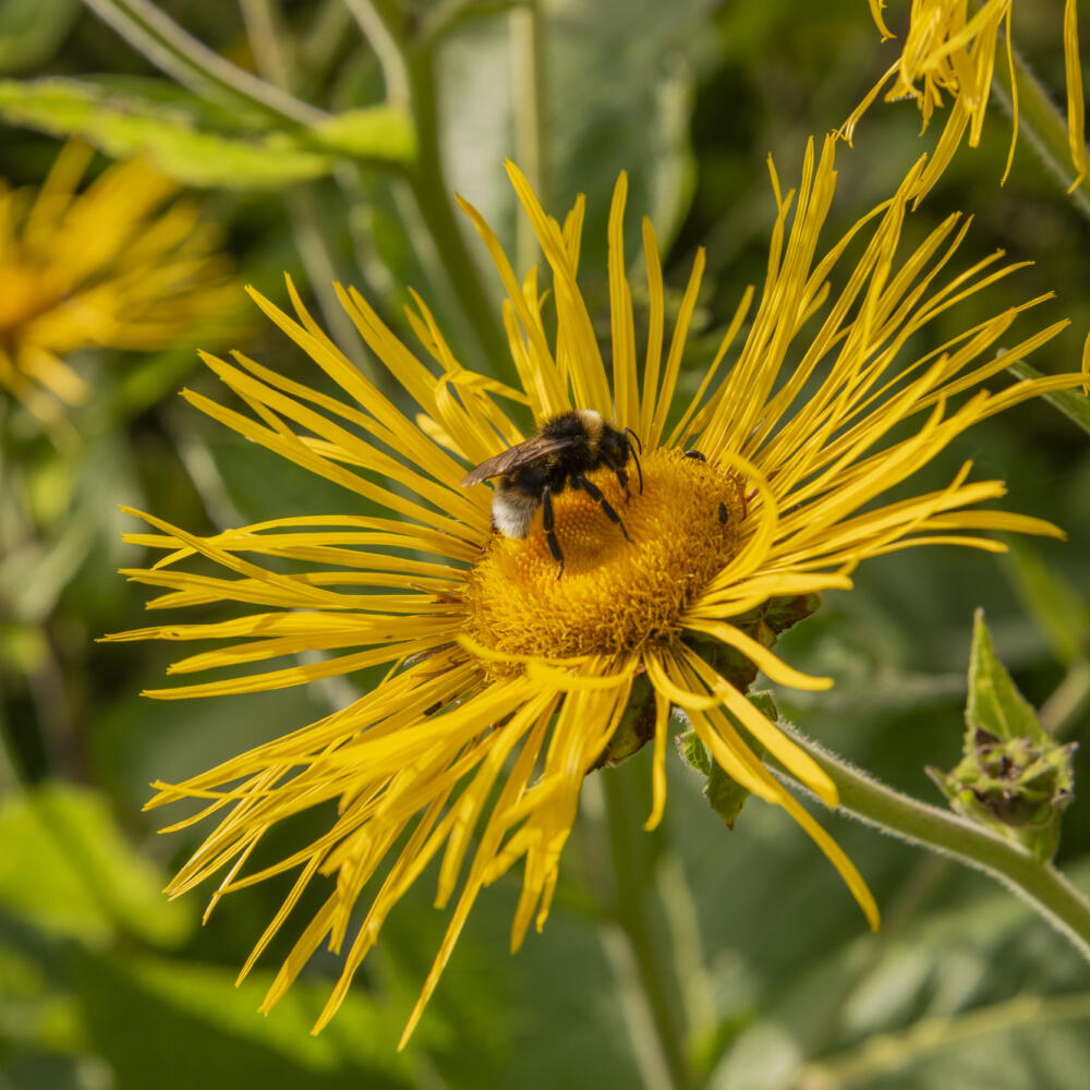 Inula helenium with bee