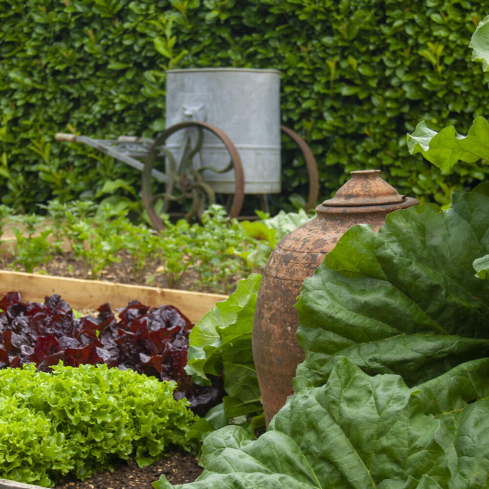 Kitchen Garden 20170719_1372 (5)