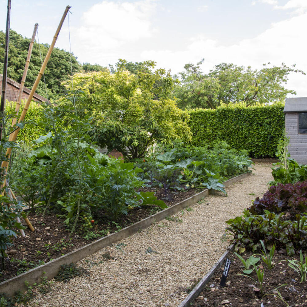 Kitchen Garden 20200719_4232