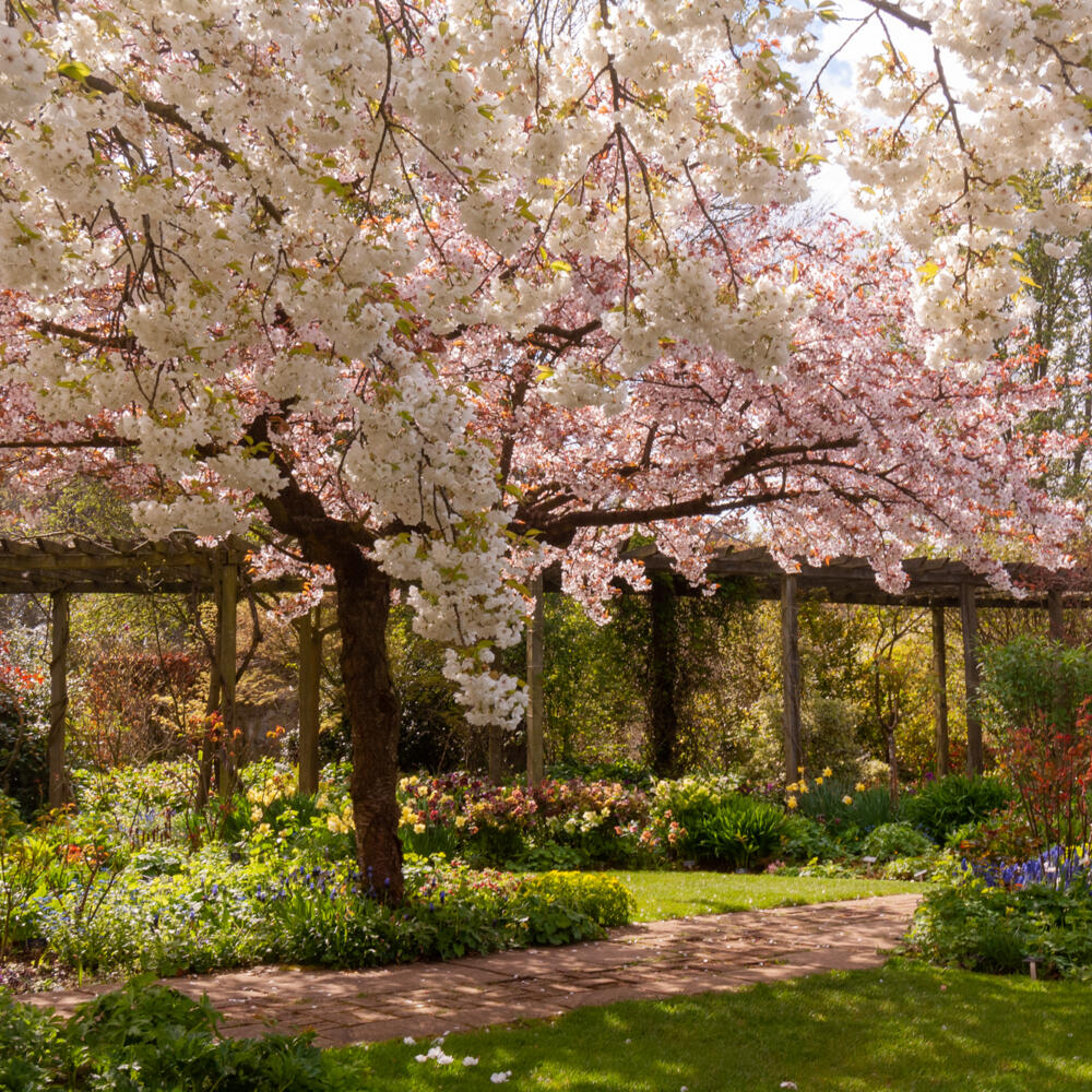 Prunus ‘Shirotae’ (front) & Prunus ‘Taoyame’ in the Rose Garden