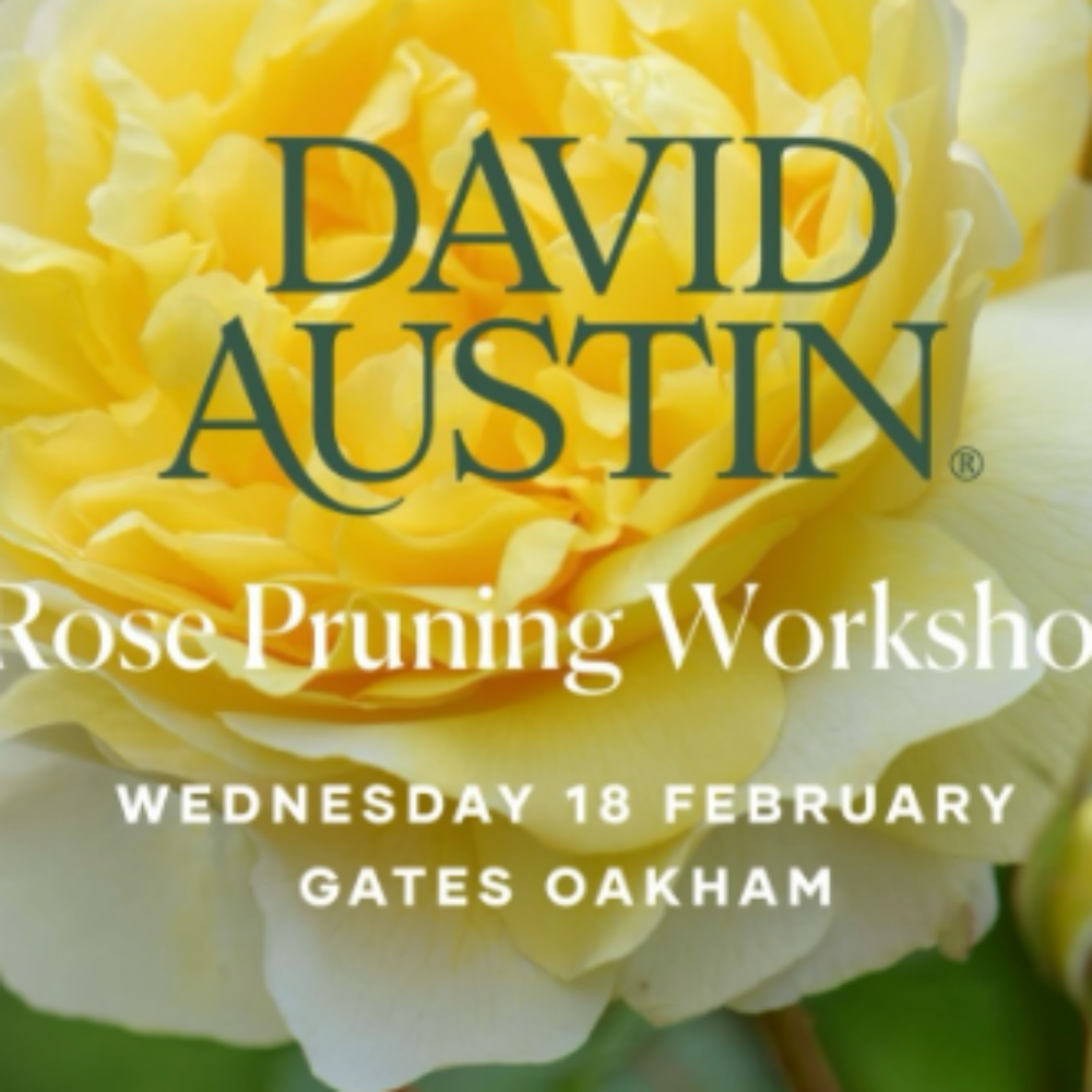 Screenshot 2026-01-20 081917