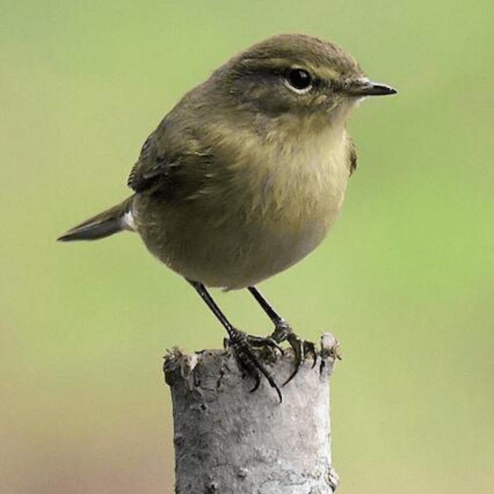 Screenshot 2026-01-20 083323