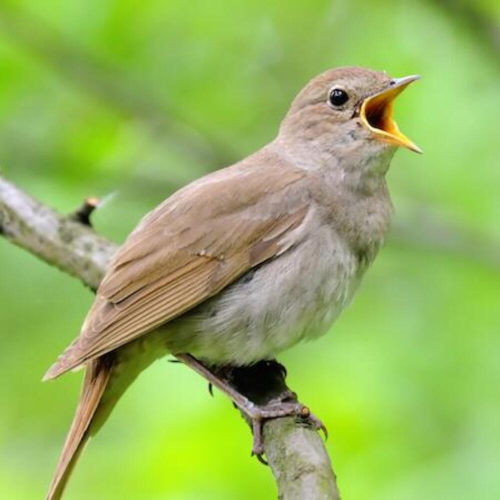 Screenshot 2026-01-20 084131