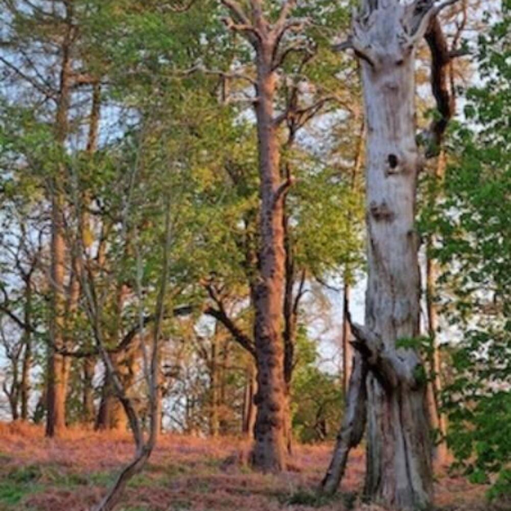 Screenshot 2026-01-20 084716