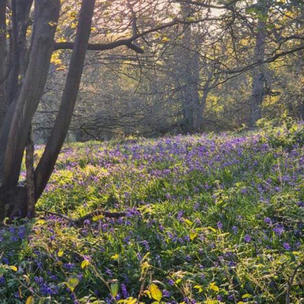 Screenshot 2026-01-20 084907