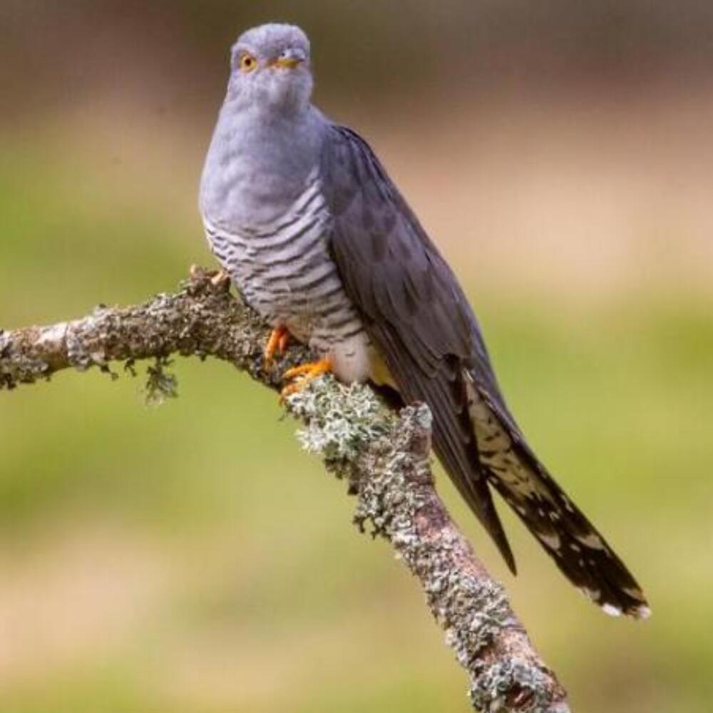 Screenshot 2026-01-20 090742