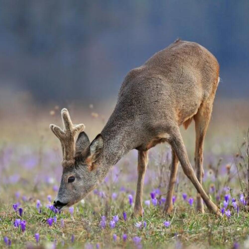 Screenshot 2026-01-20 091237