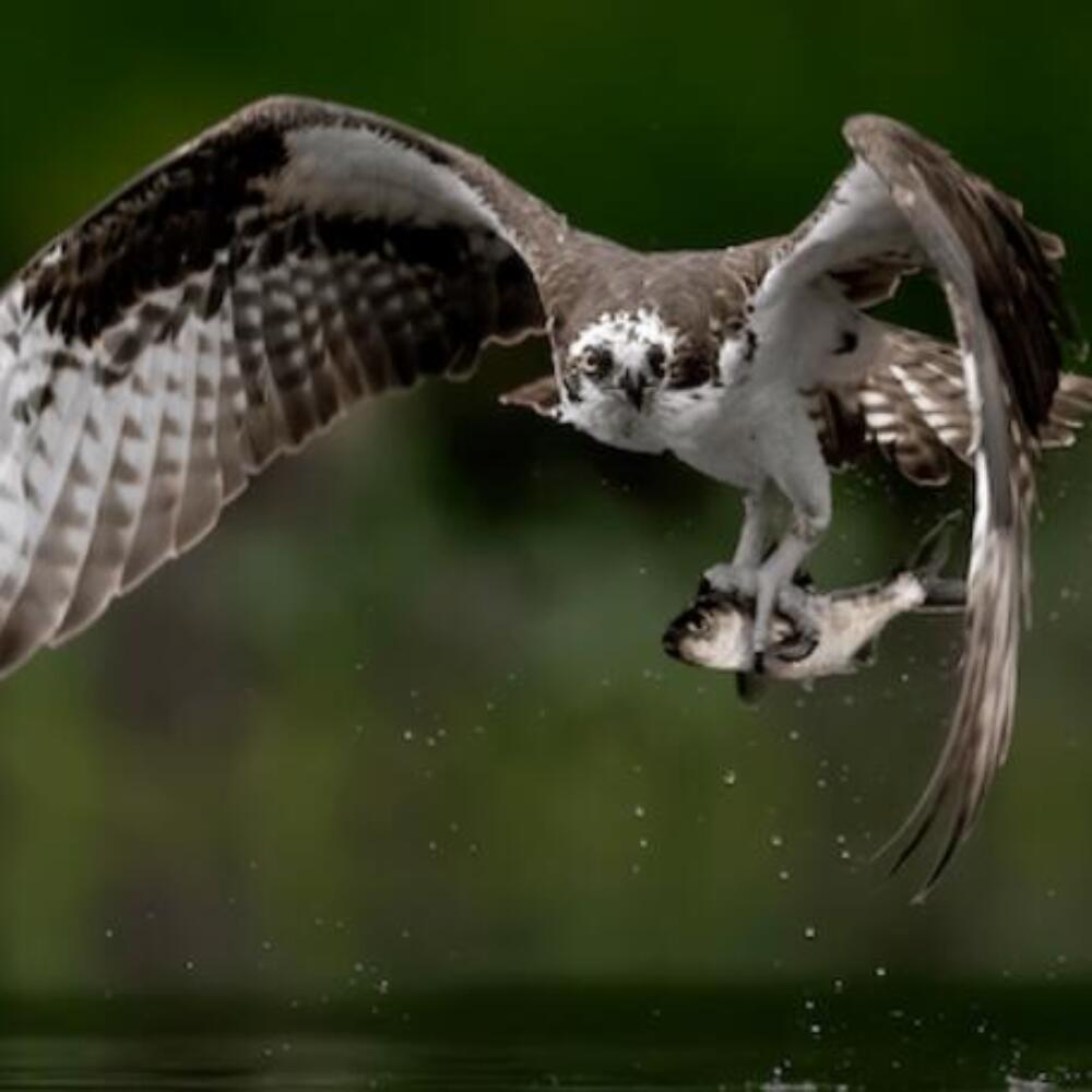 Screenshot 2026-01-20 091644