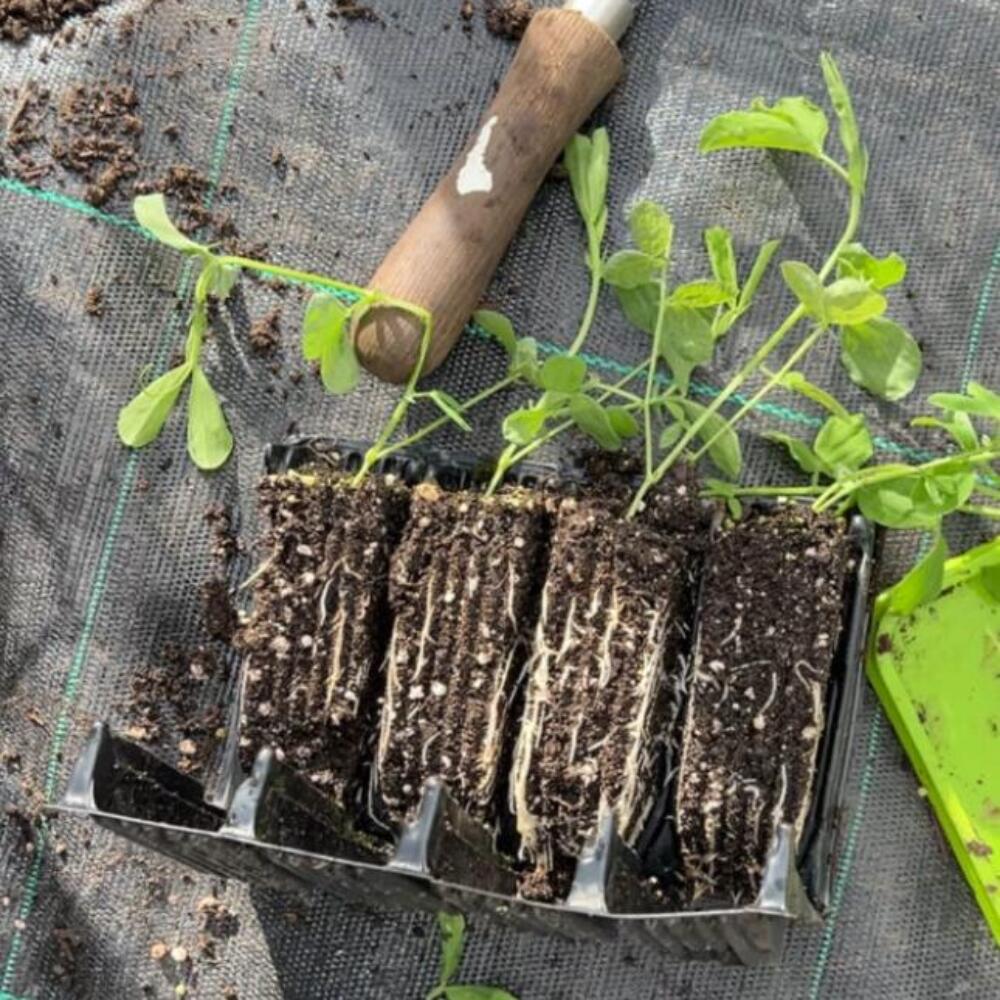 Screenshot 2026-01-27 093020