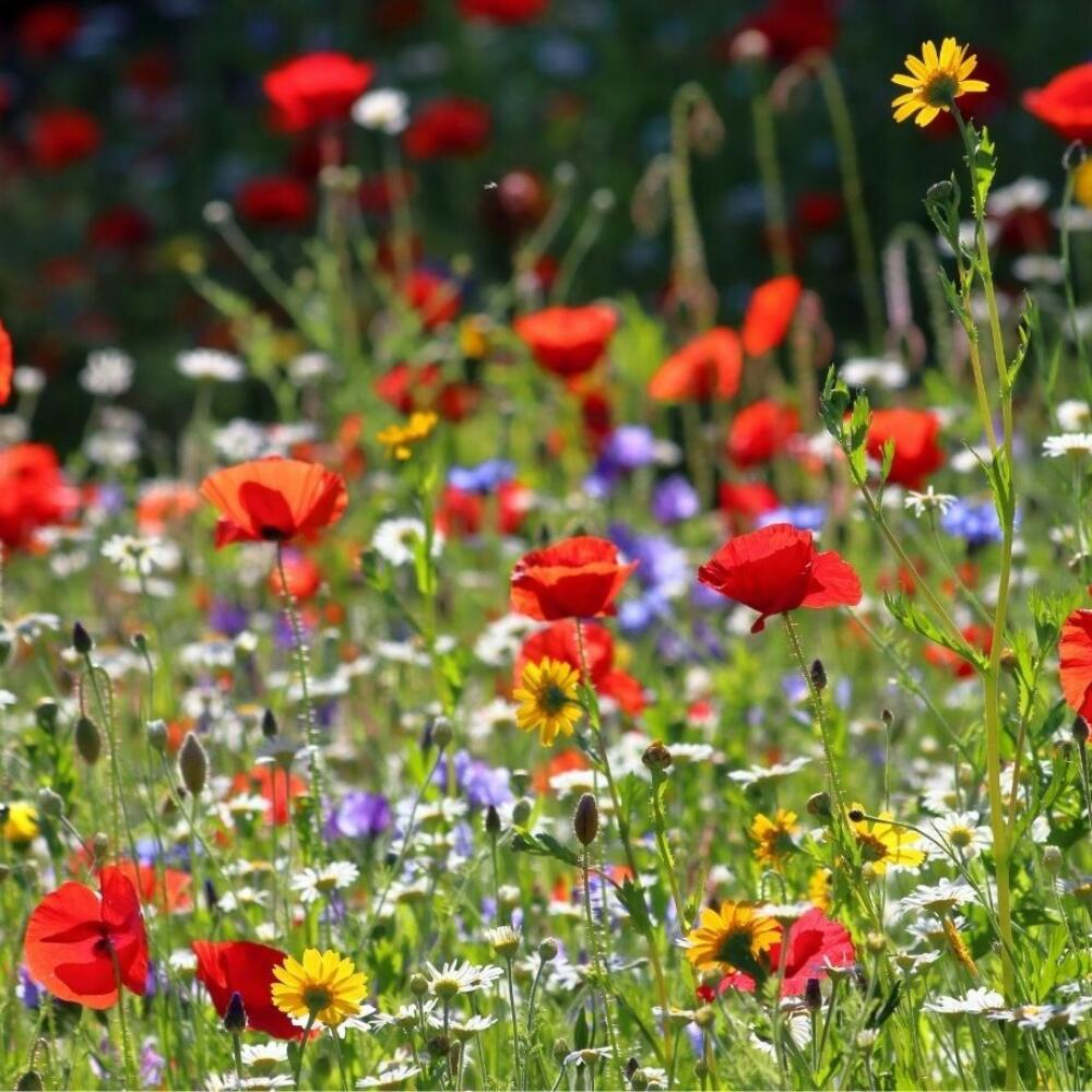 Wildflowers_Burghley (1)