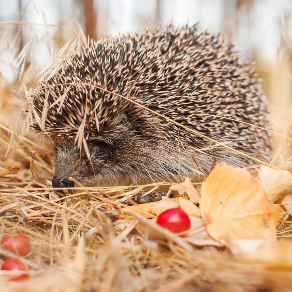 hedgehog-in-autumn-in-the-forest-close-up-2025-01-09-04-38-56-utc