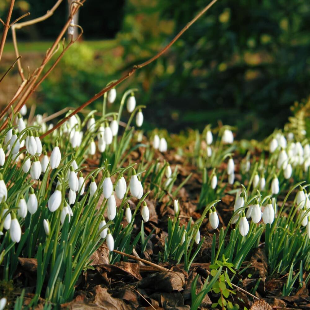 snowdrops5