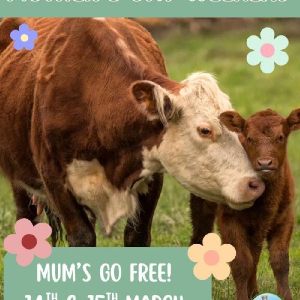 Screenshot 2026-03-03 072458