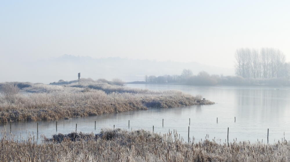 A foggy scene looking over reedbeds with trees in the background at the In Focus optics shop Rutland Water