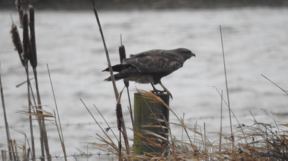 A buzzard perches on a post with water in the background at the In Focus optics shop at Rutland Water