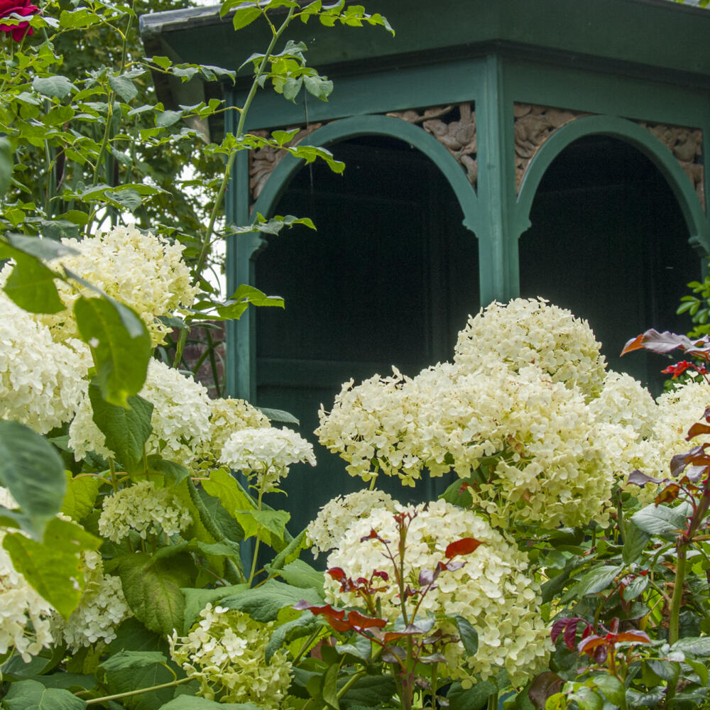 Hydrangea arborescens ‘Annabelle’ in the Country Paradise Garden