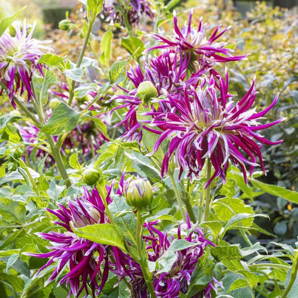 Dahlia ‘Hollyhill Spiderwoman’