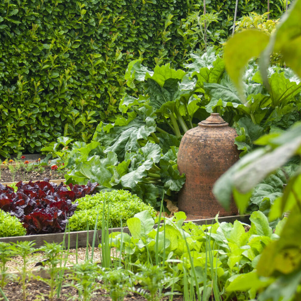 Kitchen Garden 20170719_1368 (1)